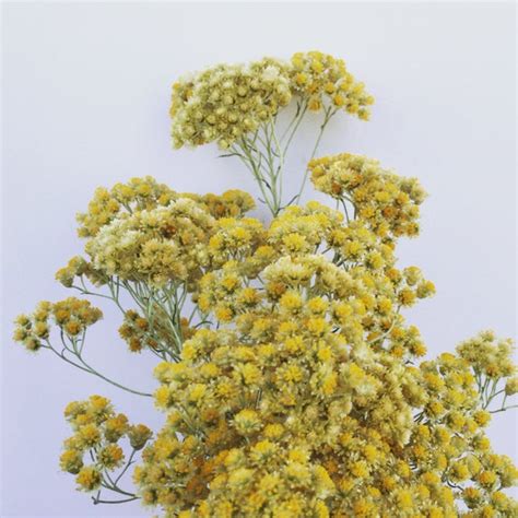 Dried Helichrysum italicum Curry Plant Flowers