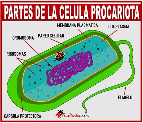 La Celula Procariota Y Sus Partes LISTADO Y Sus Partes