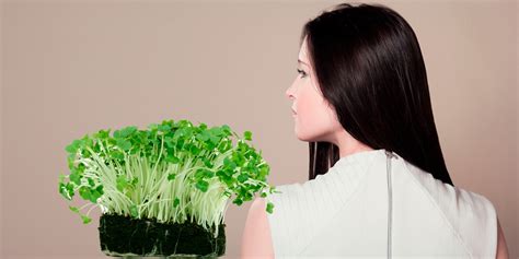 Qué Plantas Medicinales Pueden Fortalecer El Cabello