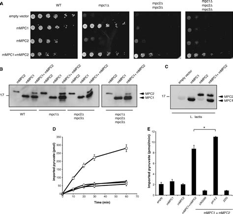 Identification And Functional Expression Of The Mitochondrial Pyruvate