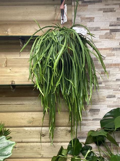 27 Stunning Houseplants You Can Grow In Hanging Baskets Artofit