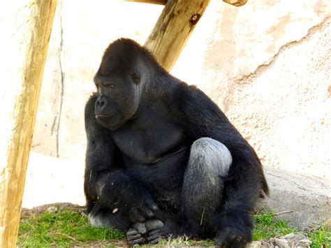 Gorilla at Fort Worth Zoo | Fort worth zoo, Zoo, Gorilla