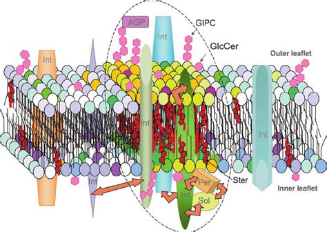 Sphingolipids as structural building blocks of membrane microdomains or ...