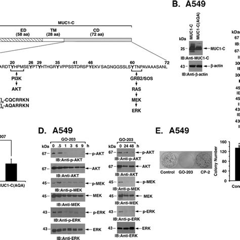 Combined C MET And MEK Inhibition Results In A Synergistic Reduction In