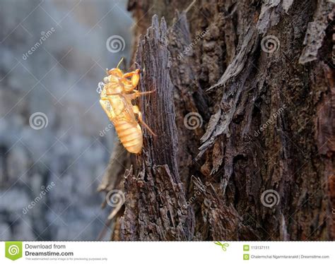 Close Up Cicada Slough or Molt Stock Image - Image of closeup, shell ...