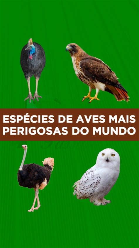 Top 10 aves mais perigosas do mundo Pássaros