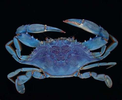 Deep Sea Crabs, sea animals, underwater explorations, Deep sea Explorations