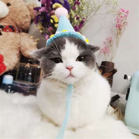 Cat Birthday Hats For Cats | Cat with A Birthday Hat, Ice cream Hat