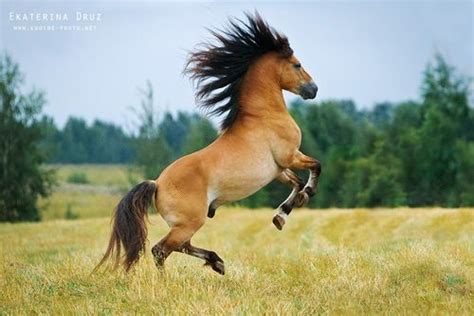 17 Best images about wild horse running on Pinterest | Open range ...