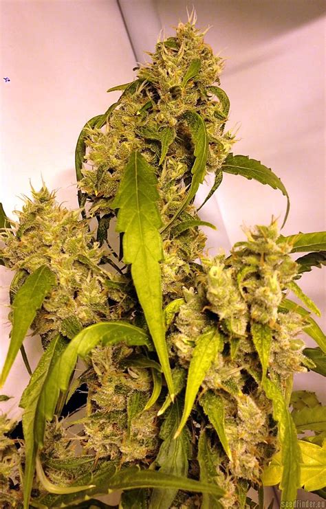 Galerie Des Vari T S Jack Herer Sensi Seeds Pic