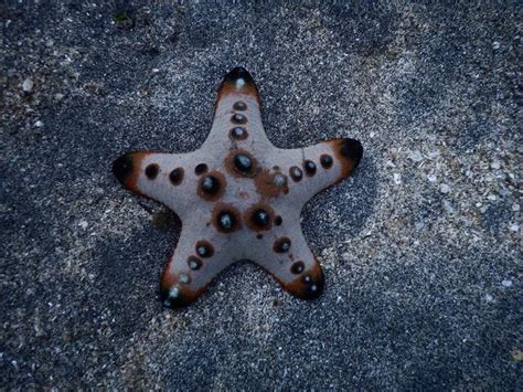 Estrella De Mar Características Reproducción Y Taxonomía Con Fotos