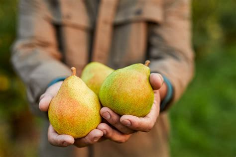 Ripening Pears Quickly