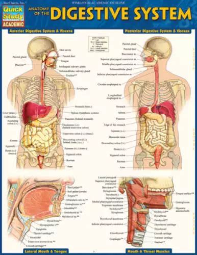 ANATOMIE DU SYSTÈME digestif guide de référence stratifié Quickstudy