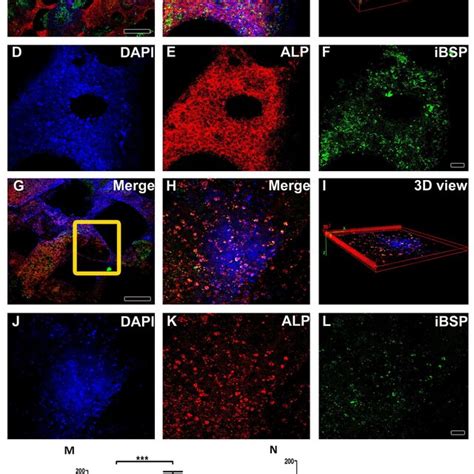 Immunofluorescence Images Obtained At Multiphoton Microscopy Showing