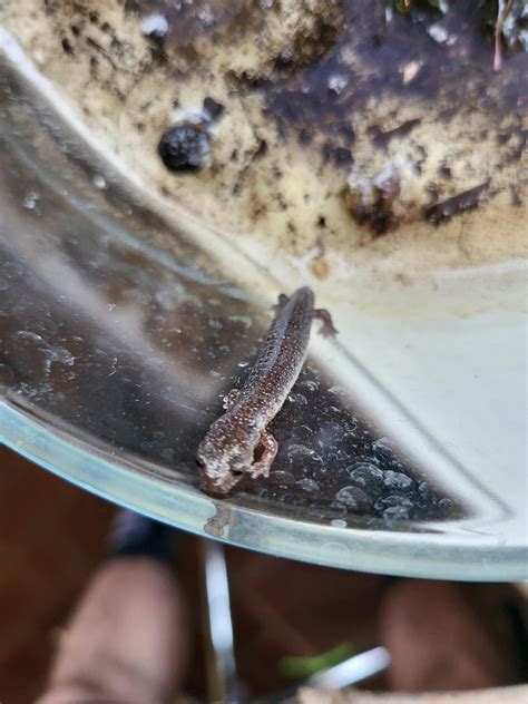 Salamander(?) Species Identification : r/species