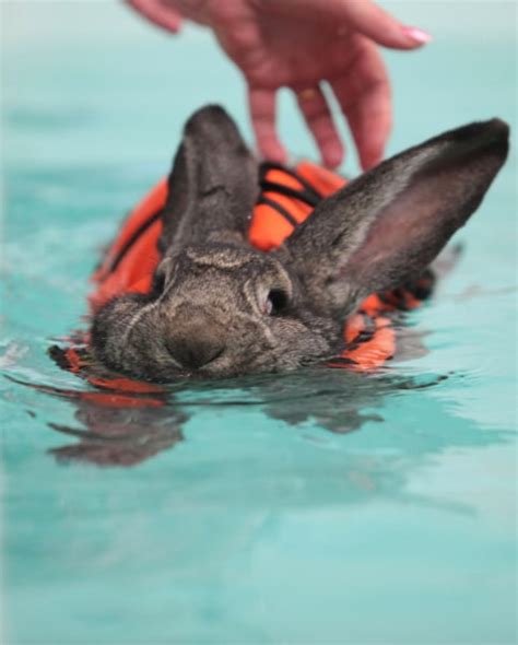 Water rabbit: Heidi heals with hydrotherapy - TODAY.com