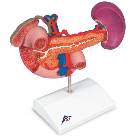 B Scientific K Rear Organs Of The Upper Abdomen Model