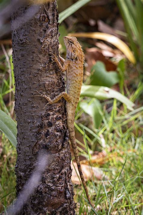 Calotes Versicolor Jardim Oriental Foto Gratuita No Pixabay Pixabay