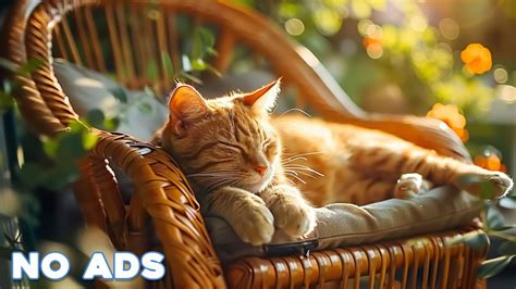 Hours Sleep Music For Cats Calming Music For Cats No Ads Sleep