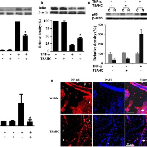 Effect Of Tsahc On Tnf Induced Nf B Signaling Pathway In Ra Fls And