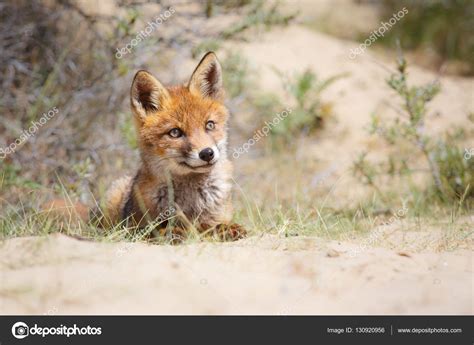 Wild red fox cub Stock Photo by ©pimleijen 130920956