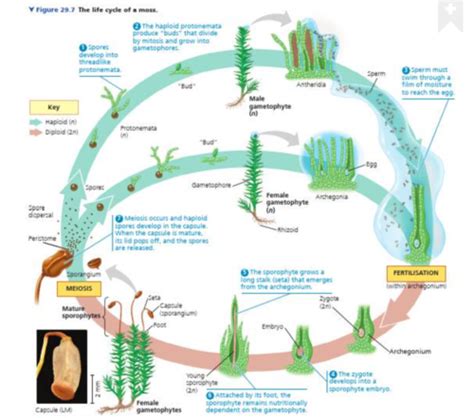 Bryophyte life cycle Flashcards | Quizlet