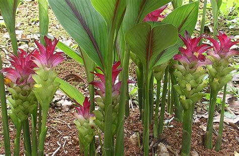 White Turmeric Root Plant Curcuma Zedoaria 4 Pot Ebay