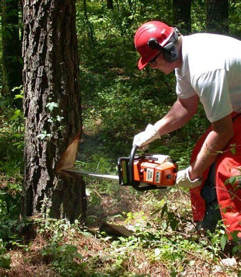 The Best Tree Saws For Every Backyard And Garden Task Artofit