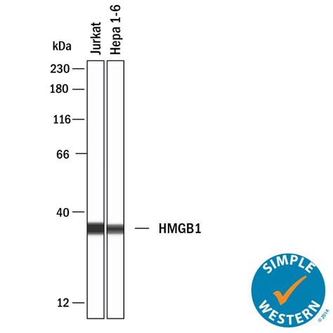 Humanmouserat Hmgb1hmg 1 Antibody Mab16901 Randd Systems