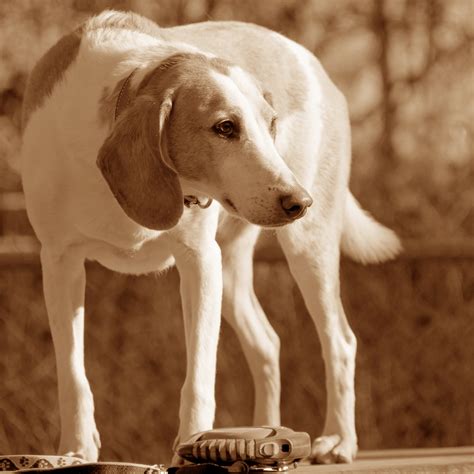 harrier character nutrition care