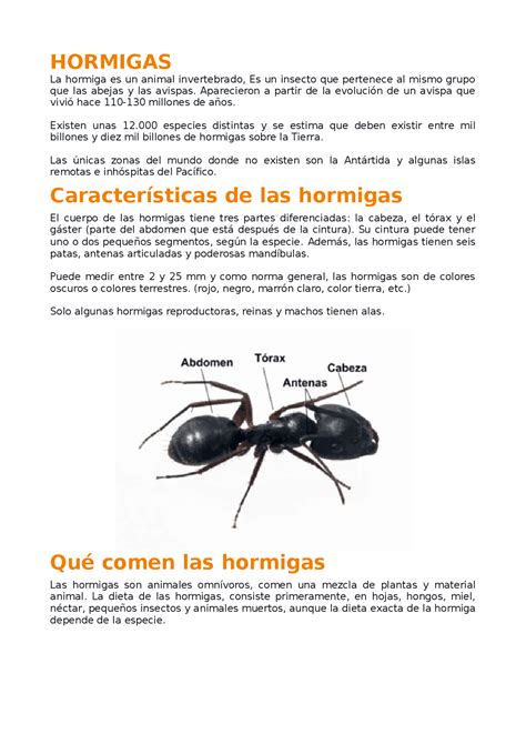 Informacion Sobre Las Hormigas Hot Sex Picture