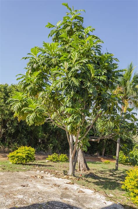 Breadfruit Tree Stock Image Image Of Fruits Bread Fruit 19201711