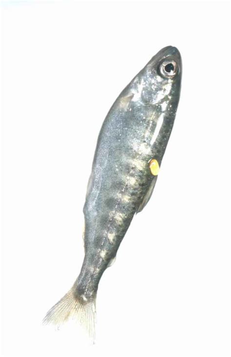 Free picture: dolly, varden, char, fish