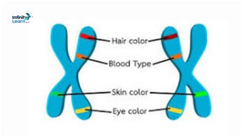 Alleles - Meaning, Differences, Image, and Genotypes