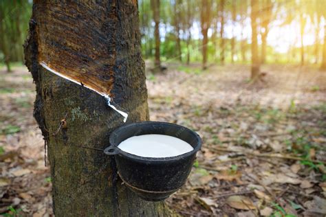 close  bowlful  natural rubber latex trapped  rubber tree