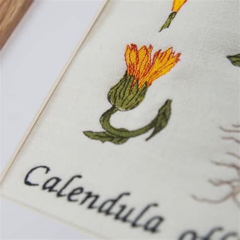 Stickdatei Botanische Zeichnung Calendula X Cm