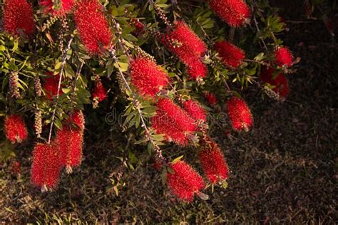 Beautiful Green Bush with Red Flowers Stock Image - Image of botany, blooming: 305259459