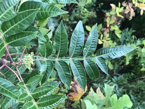 Maryland Biodiversity Project Winged Sumac Rhus Copallinum Var