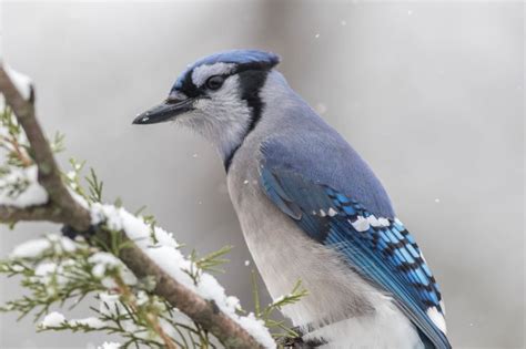 Blue Jay Calls A Distinctive And Wide Range Of Vocalizations Nature