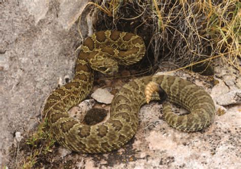 Crotalus viridis from eastern Arizona often resemble 'typical' viridis ...