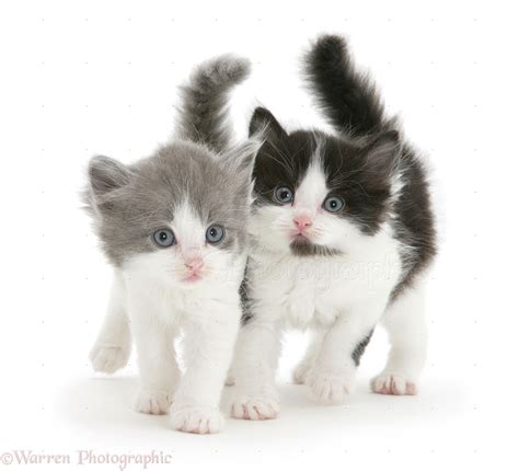 Black-and-white and grey-and-white kittens photo WP34814