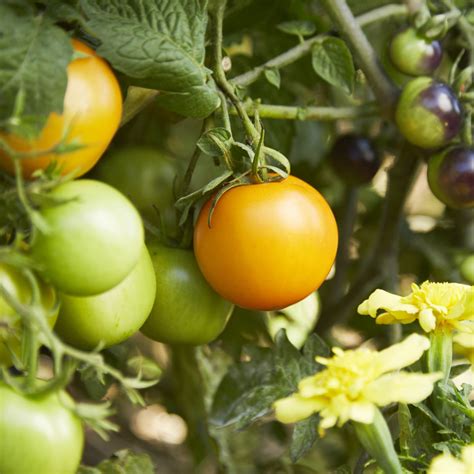 Hydroponic Tomatoes For The Home Gardener