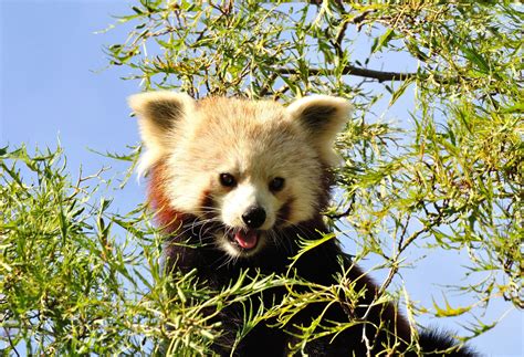 Red Panda Sponsorship - Shepreth Wildlife Park