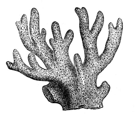 Coral Reef Black And White Clipart