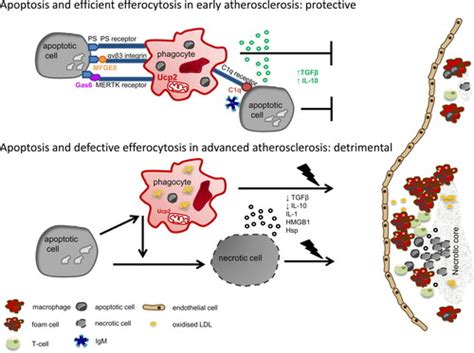 Apoptotic Cell Death And Efferocytosis In Atherosclerosis Arteriosclerosis Thrombosis And