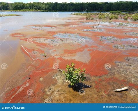 Red Algae And Water And Mud In A Wetland Area Stock Photo Image Of