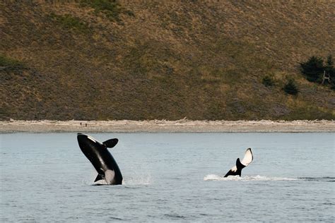 Meet The Transient Orcas Biggs Killer Whales Of Puget Sound Our