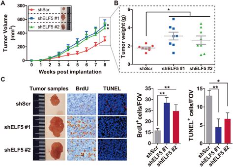 Downregulated Elf Increases The Development Of Lncap Xenograft Shscr