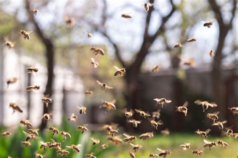 Preventative Measures How To Keep Bees And Wasps Away From Your Property The Bee Hunter