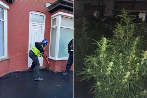 13 Arrests And 800 Cannabis Plants Seized As Police Smash Nine Doncaster Drug Factories